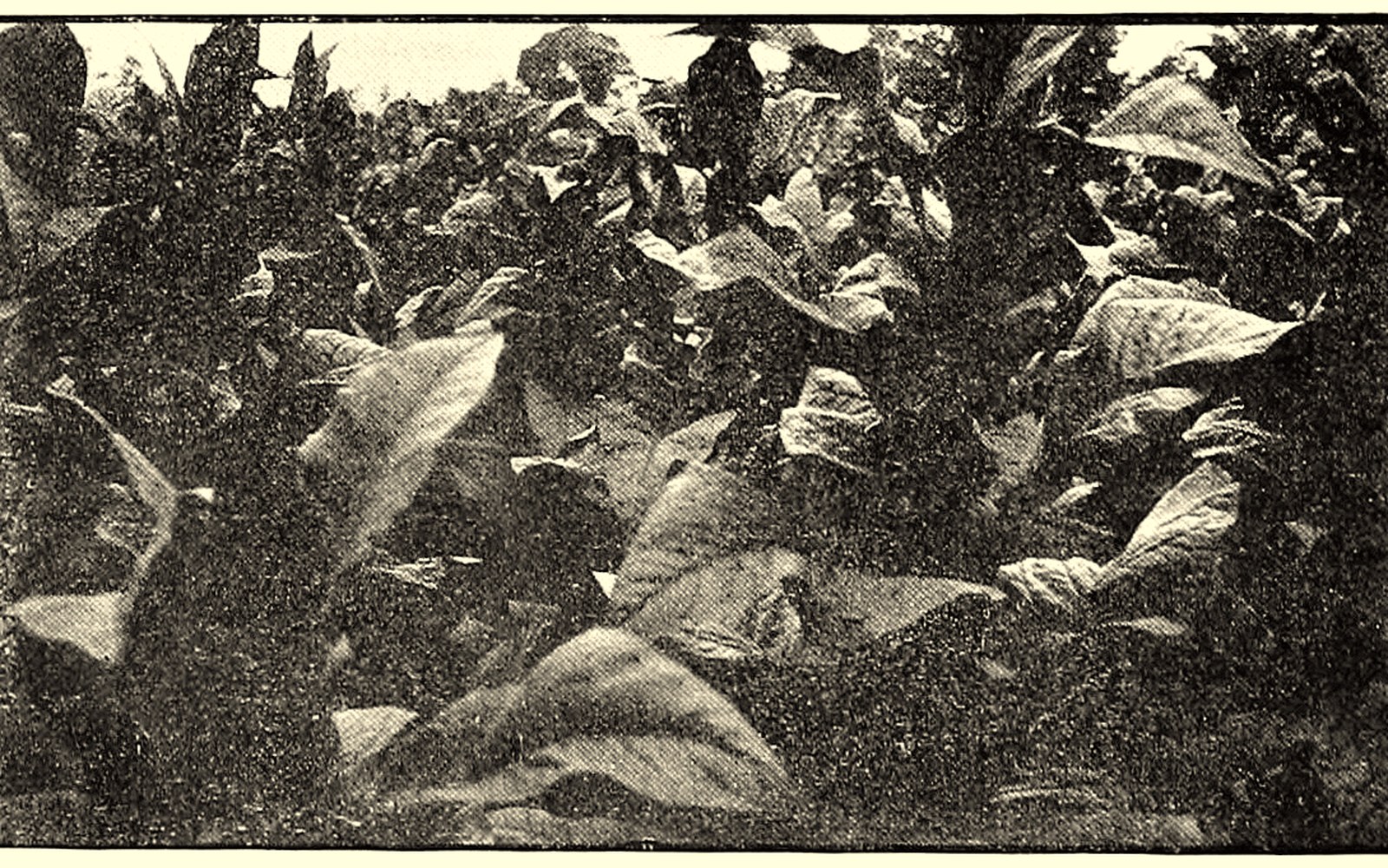 Historical tobacco field
