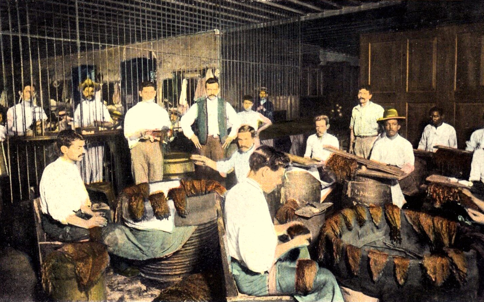 Tobacco leaves being sorted and graded